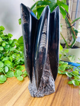 Load image into Gallery viewer, Freestanding Fossil Orthoceras statute