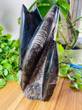 Load image into Gallery viewer, Freestanding Fossil Orthoceras statute