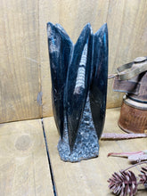 Load image into Gallery viewer, Freestanding Fossil Orthoceras statute
