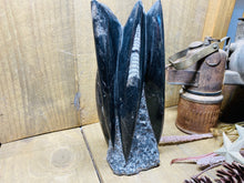 Load image into Gallery viewer, Freestanding Fossil Orthoceras statute