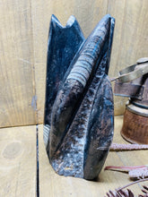 Load image into Gallery viewer, Freestanding Fossil Orthoceras statute