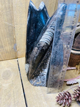 Load image into Gallery viewer, Freestanding Fossil Orthoceras statute