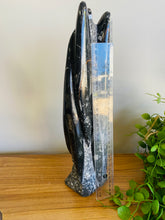 Load image into Gallery viewer, Freestanding Fossil Orthoceras statute