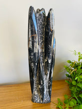 Load image into Gallery viewer, Freestanding Fossil Orthoceras statute