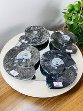 Load image into Gallery viewer, Polished Fossil Ammonite Orthoceras Bowl - home decor
