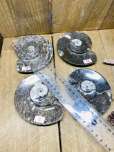 Load image into Gallery viewer, Polished Fossil Ammonite Orthoceras Bowl - home decor