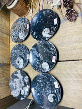 Load image into Gallery viewer, Polished Fossil Ammonite Orthoceras Bowl - home decor