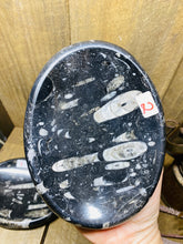 Load image into Gallery viewer, Polished Fossil Ammonite Orthoceras oval Bowl - home decor