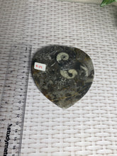 Load image into Gallery viewer, Fossil Orthoceras bowl - home decor