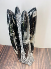 Load image into Gallery viewer, Freestanding Fossil Orthoceras statute
