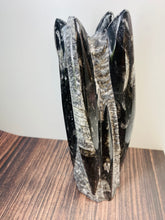 Load image into Gallery viewer, Freestanding Fossil Orthoceras statute