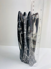 Load image into Gallery viewer, Freestanding Fossil Orthoceras statute
