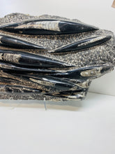 Load image into Gallery viewer, Large Fossil Orthoceras on display stand