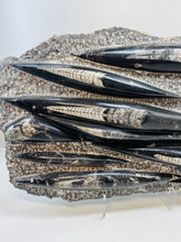 Load image into Gallery viewer, Large Fossil Orthoceras on display stand