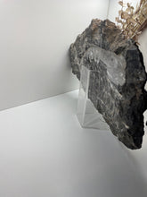 Load image into Gallery viewer, Large Fossil Orthoceras on display stand
