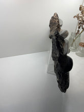 Load image into Gallery viewer, Large Fossil Orthoceras on display stand