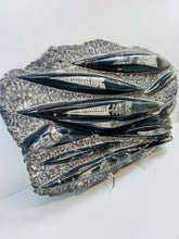 Load image into Gallery viewer, Large Fossil Orthoceras on display stand