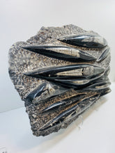 Load image into Gallery viewer, Large Fossil Orthoceras on display stand