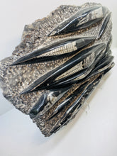 Load image into Gallery viewer, Large Fossil Orthoceras on display stand