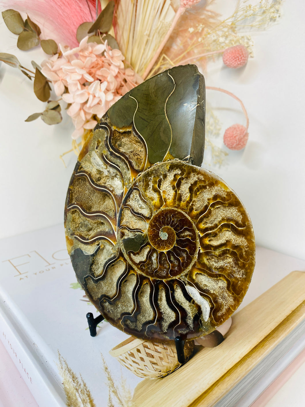 Fossil Ammonite