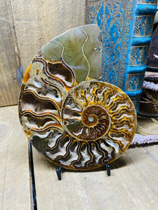 Fossil Ammonite