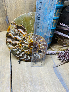 Fossil Ammonite