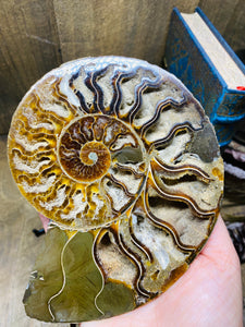 Fossil Ammonite