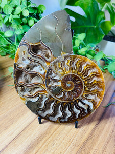 Fossil Ammonite