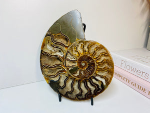 Fossil Ammonite