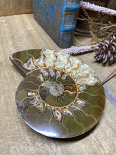 Load image into Gallery viewer, Fossil Ammonite