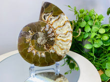 Load image into Gallery viewer, Fossil Ammonite