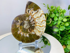 Fossil Ammonite