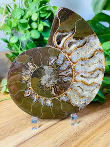 Fossil Ammonite