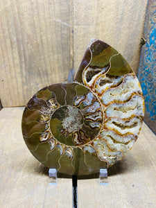 Fossil Ammonite