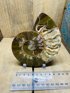 Fossil Ammonite