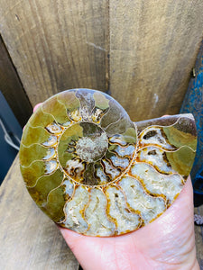 Fossil Ammonite