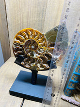 Load image into Gallery viewer, Fossil Ammonite