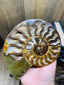 Fossil Ammonite