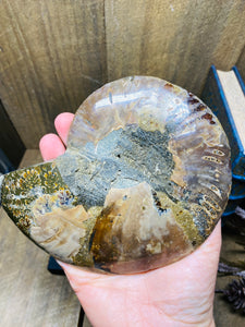 Fossil Ammonite