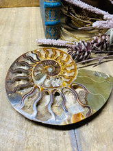 Load image into Gallery viewer, Fossil Ammonite