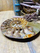 Load image into Gallery viewer, Fossil Ammonite