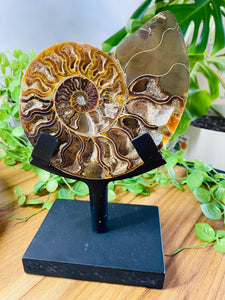 Fossil Ammonite