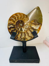 Load image into Gallery viewer, Fossil Ammonite