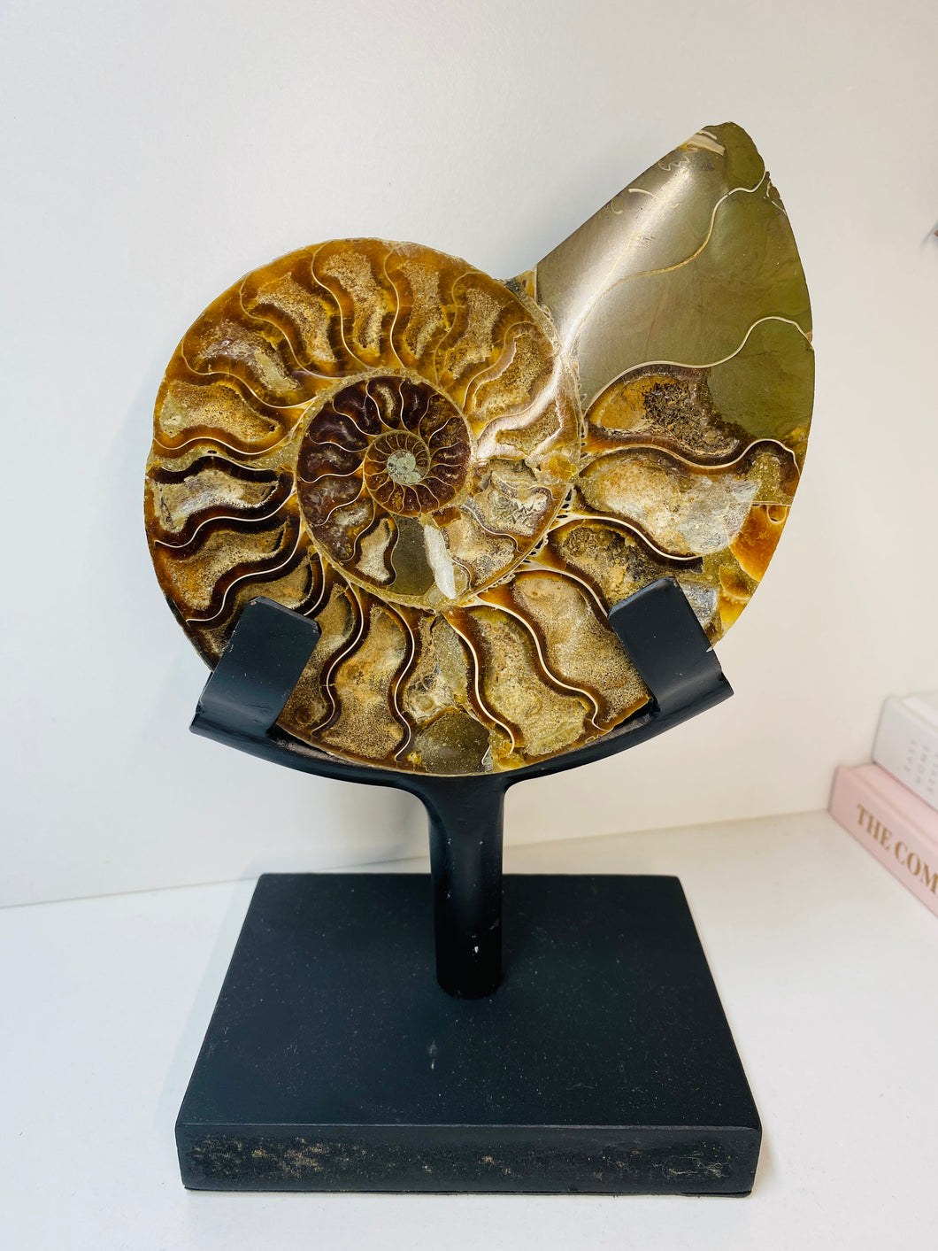 Fossil Ammonite