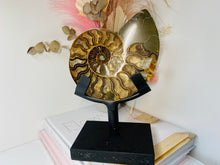 Load image into Gallery viewer, Fossil Ammonite