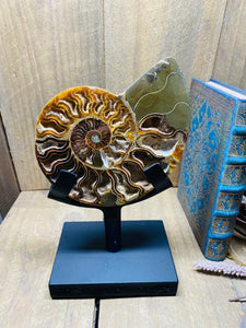 Fossil Ammonite