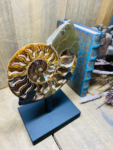 Fossil Ammonite