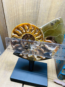 Fossil Ammonite