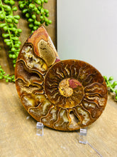 Load image into Gallery viewer, Fossil Ammonite - single