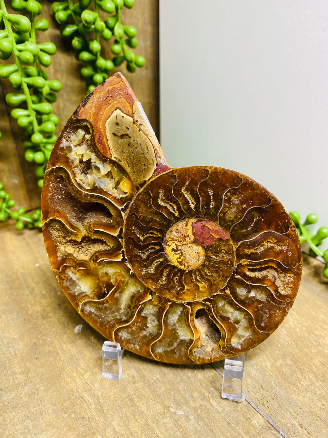 Fossil Ammonite - single